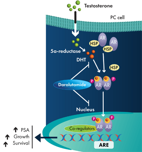 dihexa nootropic mechanism of action Cerebrolysin Peptide: Complete Guide to Brain Health (2026) Inhibitors of dihydroorotate dehydrogenase cooperate