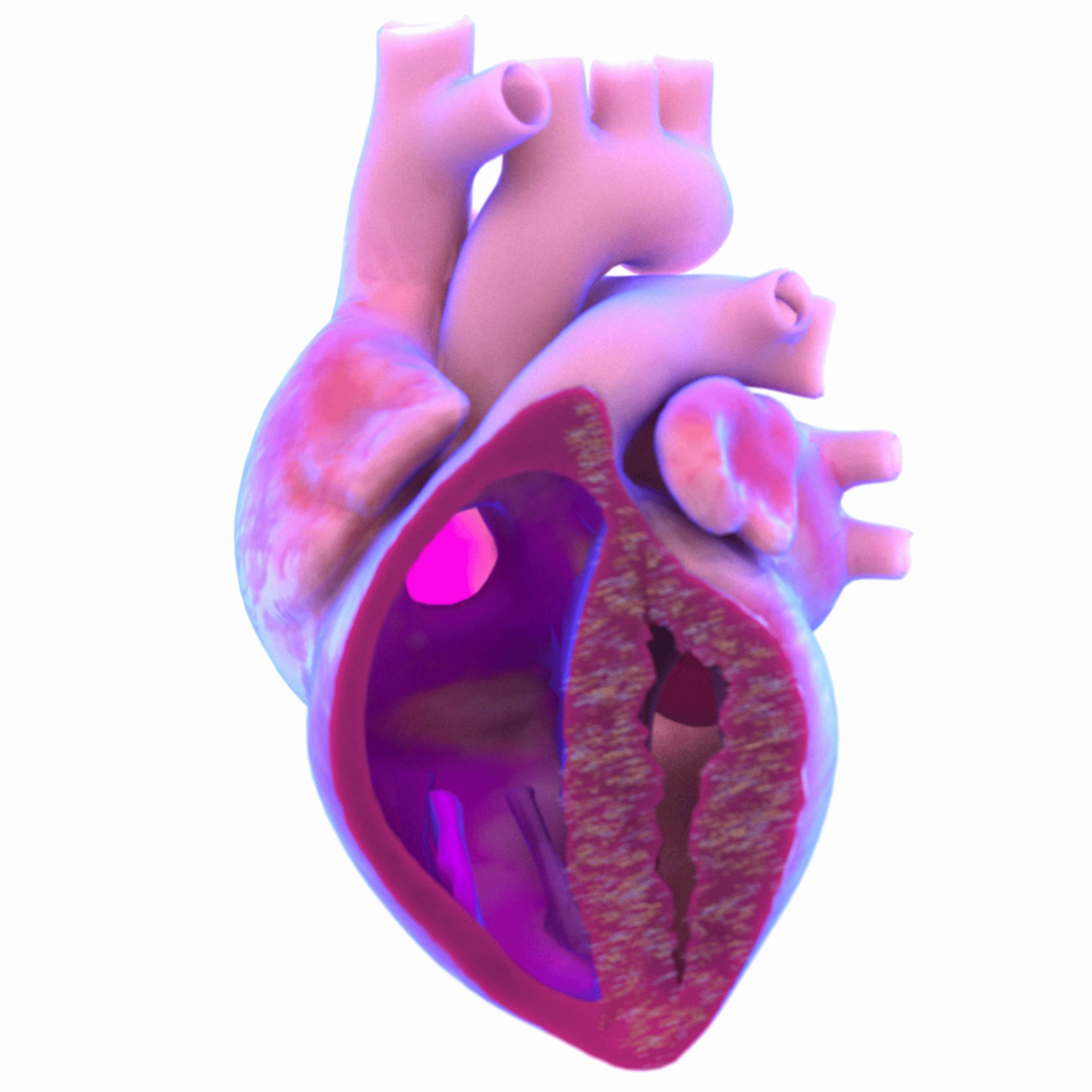 Beyonttra_Heart Beyonttra_Heart
