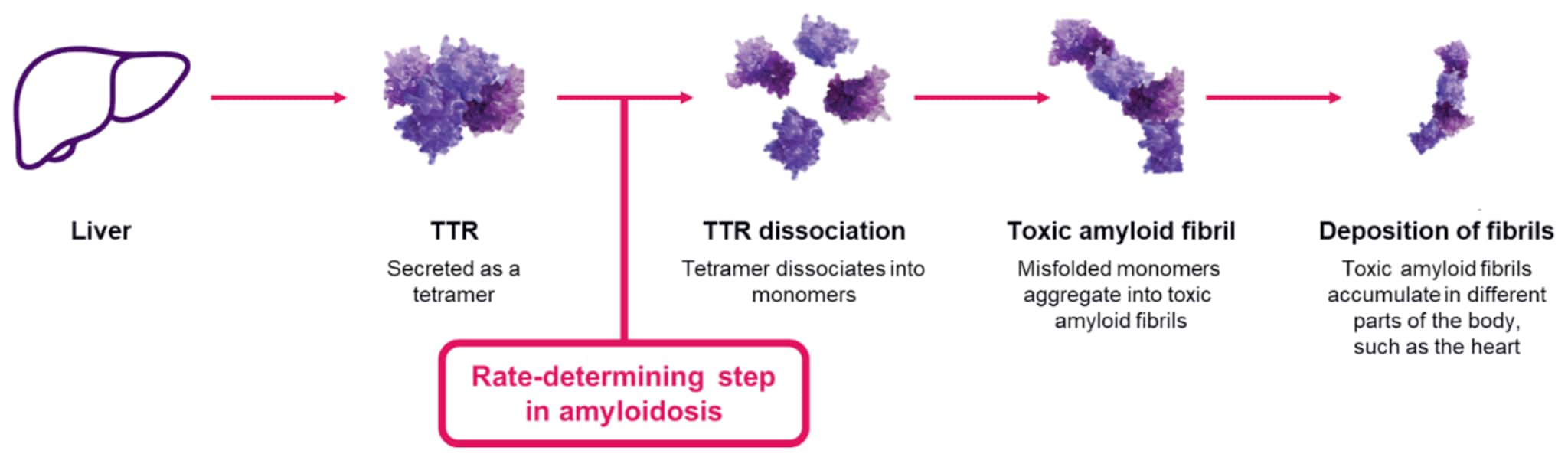 Diagram illustrating the progression of transthyretin (TTR) amyloidosis Diagram illustrating the progression of transthyretin (TTR) amyloidosis. The sequence begins with a liver icon labelled “Liver,” followed by “TTR secreted as a tetramer.” Arrows show the tetramer dissociating into monomers (“TTR dissociation”), identified as a rate-determining step, which then misfold and aggregate into “toxic amyloid fibrils.” The final stage, “deposition of fibrils,” shows accumulation of amyloid fibrils in organs and tissues, such as the heart.